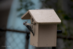 Dryobates pubescens pubescens