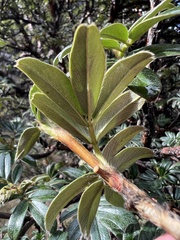 Polylepis