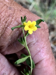 Lithospermum cobrense
