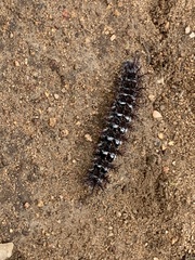 Ormiscodes cinnamomea