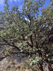 Polylepis