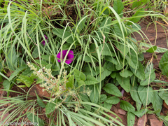 Ipomoea oblongata