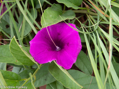 Ipomoea oblongata