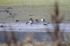 Anas platyrhynchos platyrhynchos