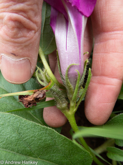 Ipomoea oblongata