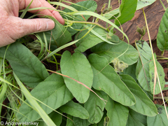 Ipomoea oblongata