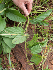 Ipomoea oblongata