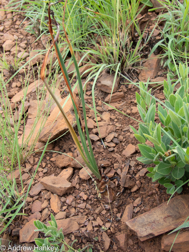 Drimia delagoensis