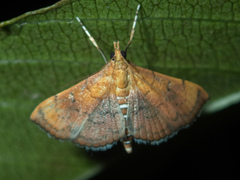 Hyalobathra