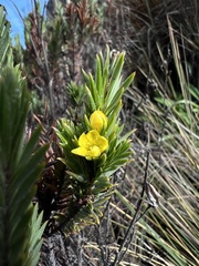 Hypericum juniperinum