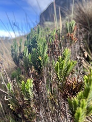 Hypericum juniperinum