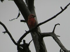 Loxia pytyopsittacus