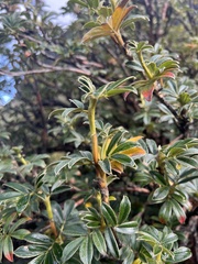 Polylepis