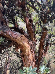 Polylepis