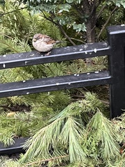 Passer domesticus