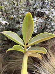 Polylepis