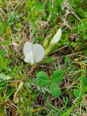 Vicia lutea