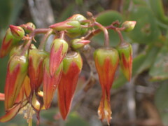 Cotyledon velutina