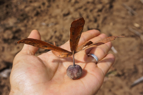 Gluta usitata