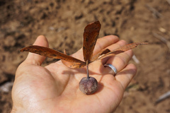 Gluta usitata