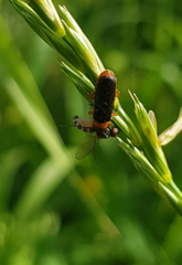 Cantharis flavilabris