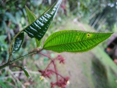 Miconia australis