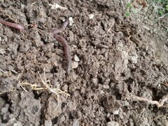 Lumbricus