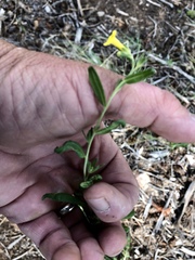 Lithospermum cobrense