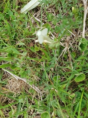 Vicia lutea