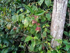 Miconia australis