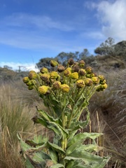 Senecio isabelis