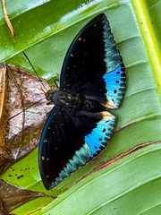 Lexias dirtea