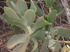 Cotyledon velutina