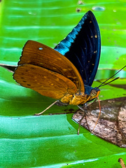 Lexias dirtea