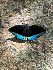 Lexias dirtea