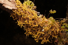 Plicanthus hirtellus