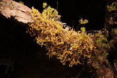 Plicanthus hirtellus