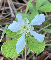 Rubus cuneifolius