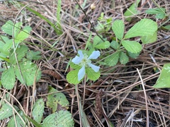 Rubus cuneifolius