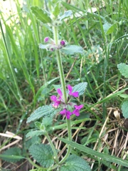 Stachys bogotensis