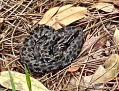 Sistrurus miliarius barbouri