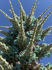 Puya alpestris