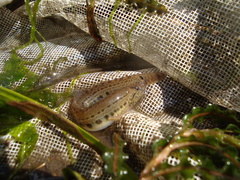 Cobitis taenia