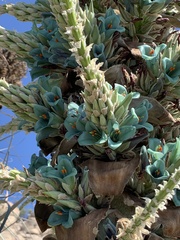 Puya alpestris