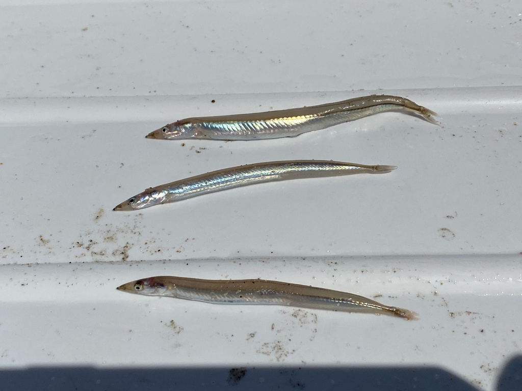 Cape sandeel (Gymnammodytes capensis) — Ammodytidae