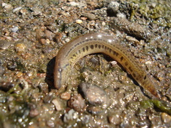 Cobitis taenia