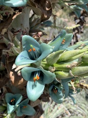 Puya alpestris