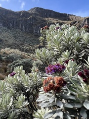 Linochilus schultzii