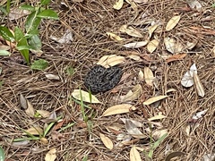 Sistrurus miliarius barbouri