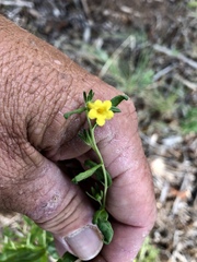 Lithospermum cobrense